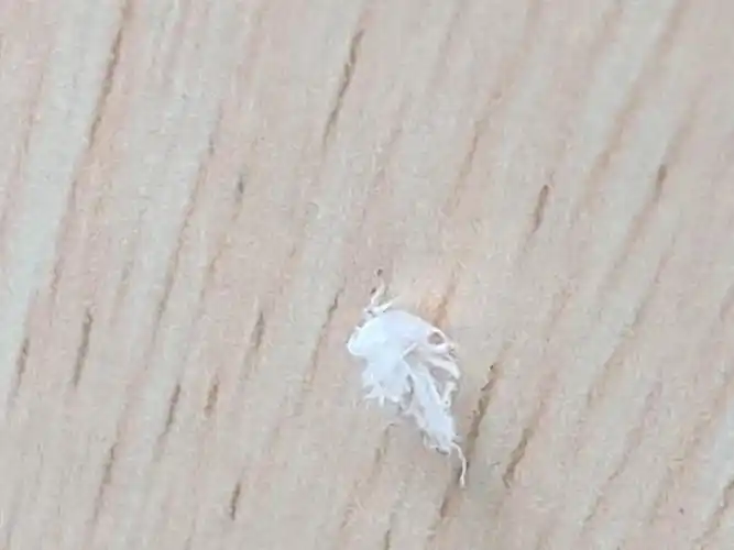 白色的,像棉花. 白色的,像棉花