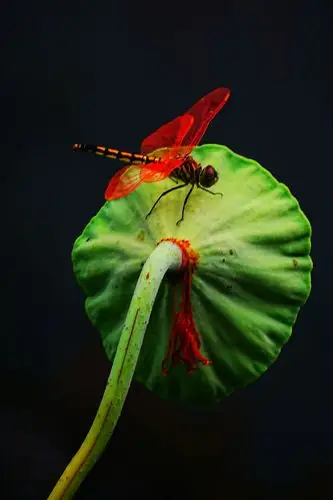 莲蓬上的红蜻蜓