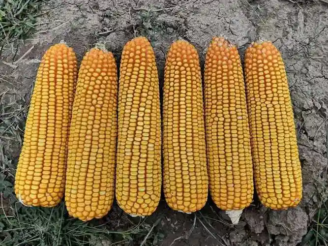 玉米种子的品种特点:1,种子芽硬,拱土能力强.