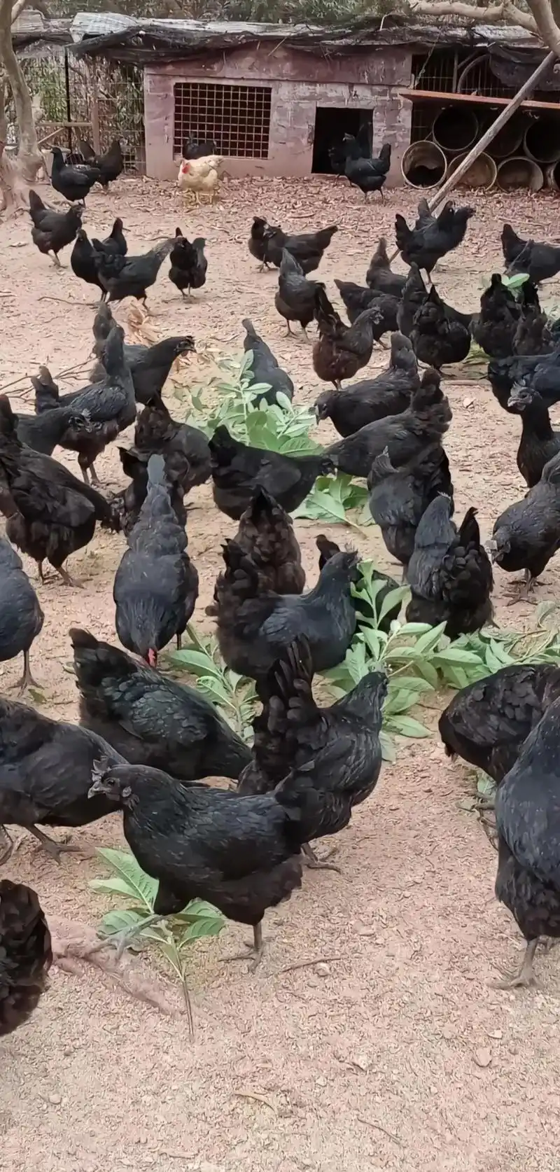 五黑一绿品种: 鸡中珍品一一黑毛,黑皮,乌骨,黑肉,黑内脏 - 抖音
