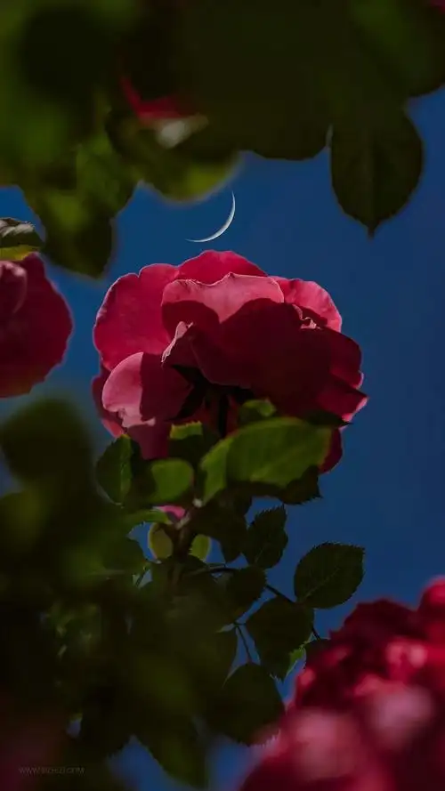 壁纸玫瑰花唯美壁纸