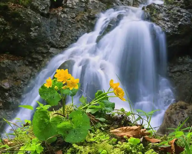 下载壁纸 瀑布, 岩石, 花 免费为您的桌面分辨率的