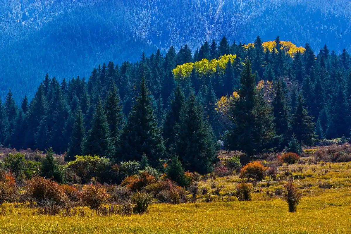 鲁朗林海的特点是:  它是世界上最高的林海,海拔2700-4200米,由云杉