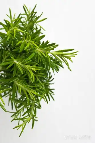 新鲜百里香香草.新鲜的有机调味百里香植物生长