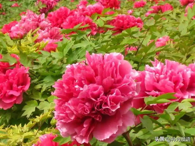 世界上10大最美的花,郁金香排第二