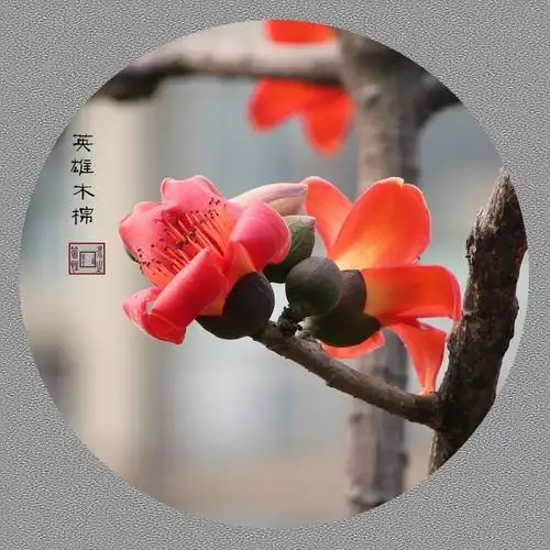 禅之花-木棉花