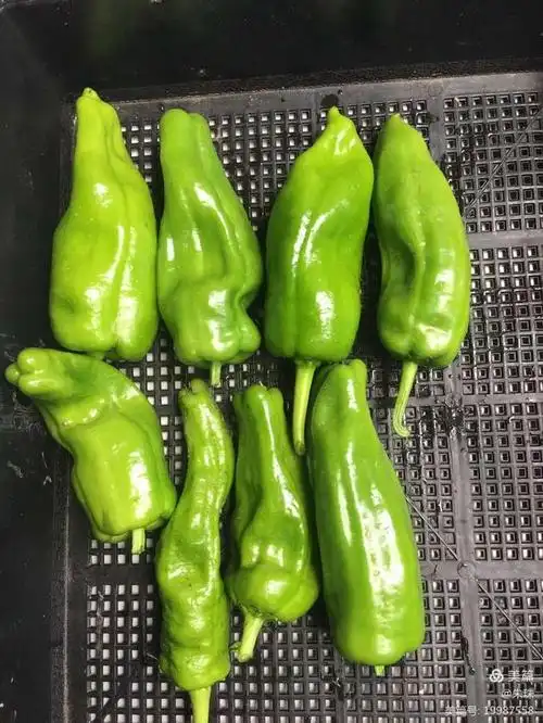 青椒加一物软化血管,防动脉硬化抗癌……常吃一口让您年轻20