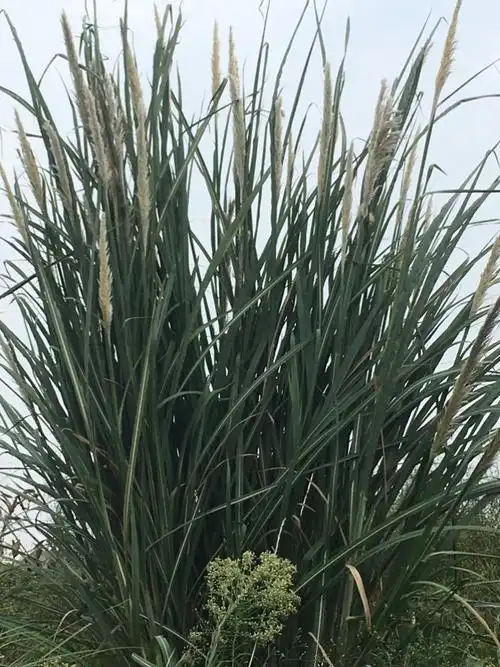 久违的巴毛草,多年生草本植物