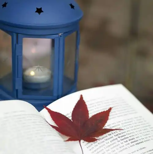 照明,一本,朦胧,模糊,灯光,枫叶,枯叶,落叶,灯,一个,黄色,红色,书本