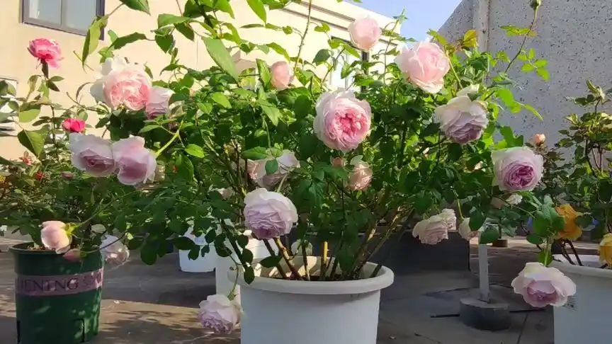 最抗病的月季品种介绍娜家小花园里表现优秀的月季系列(一)