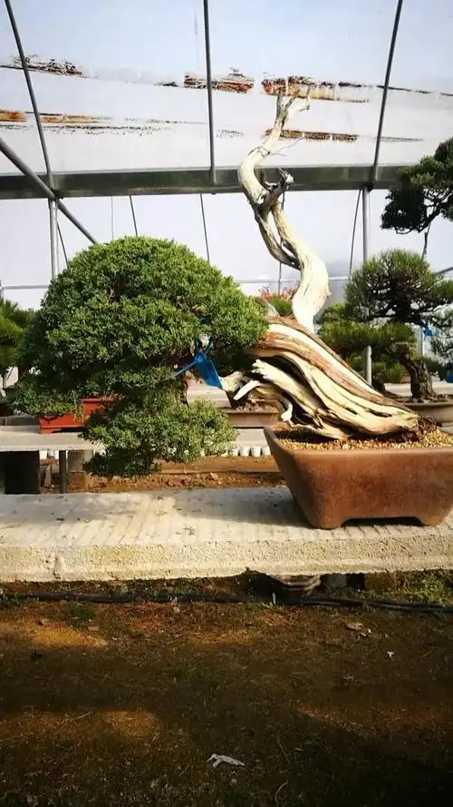 进口盆景,津山桧,喜欢进口盆景的朋友欢迎关注我,点赞,谢谢