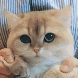 卡哇伊表情包图片