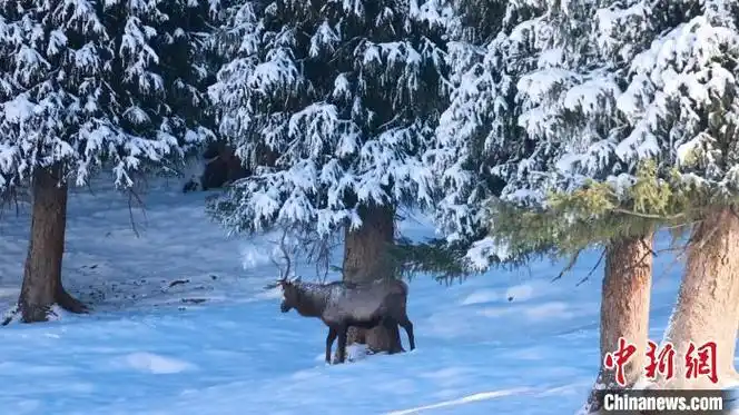新疆昌吉市:野生天山马鹿雪地漫步觅食