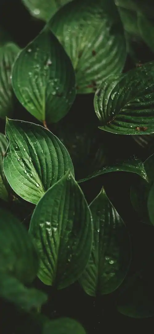 最新超清护眼手机壁纸(100张绿色护眼手机壁纸)(38)