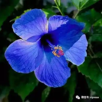 这28种蓝色的花见过5种算你厉害,见过10种请接受膜拜!