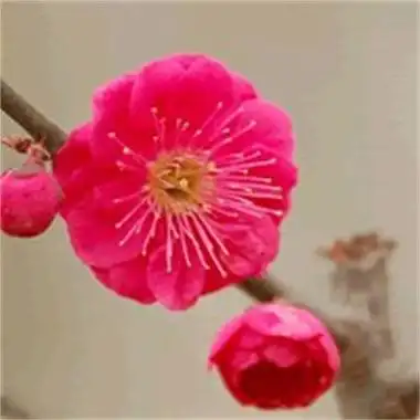 梅花图片大全高清图片唯美超好看的梅花高清头像图片
