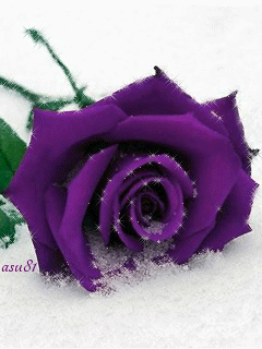 gif##鲜花# #玫瑰# 灬铃兰灬采.