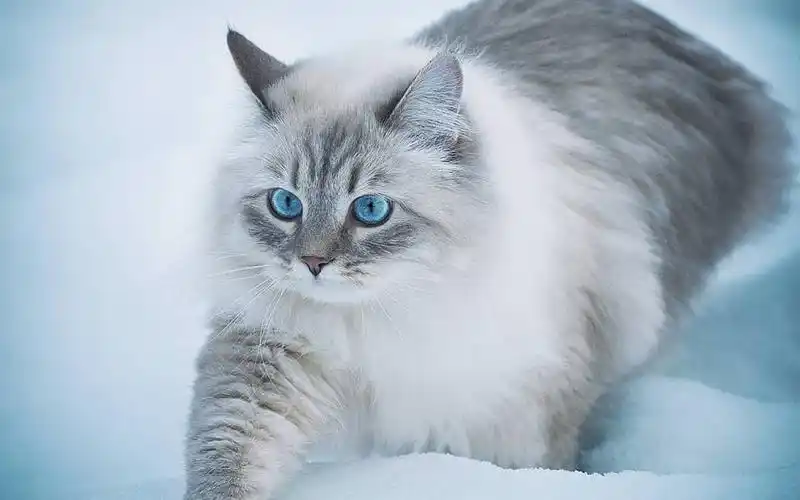 超可爱猫咪清新壁纸_好看的漂亮猫咪