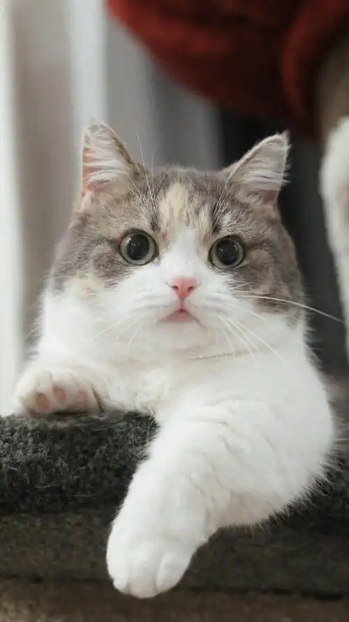 萌系可爱小猫咪手机壁纸-动物-壁纸下载-美桌网