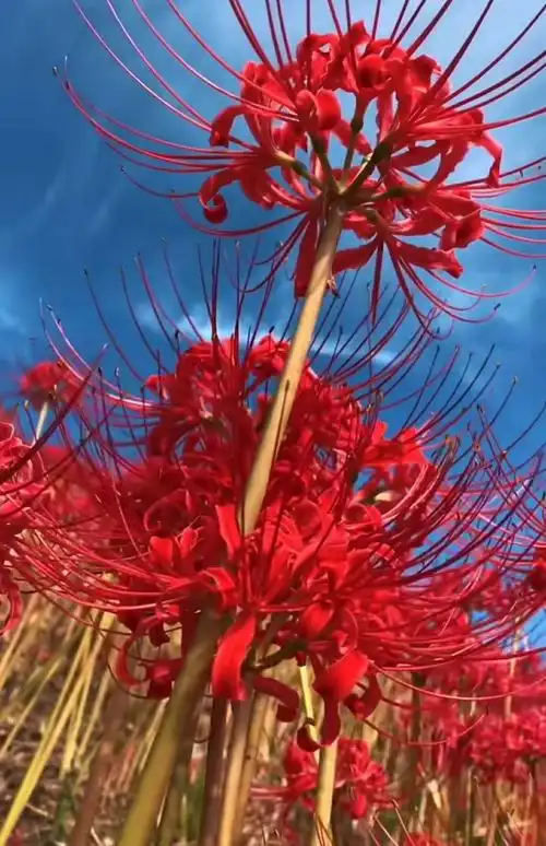 忘川河上奈何桥,奈何桥上回望天