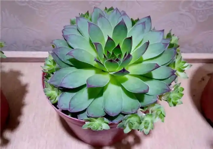 佛座莲和观音莲的区别(佛座莲和观音莲的区别图片)