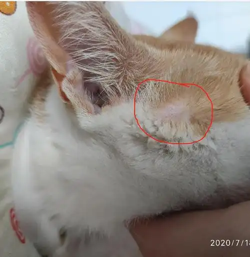 我感觉耳朵里很干净5,耳朵那里有一小块没有毛,但没有别的异常,不知道