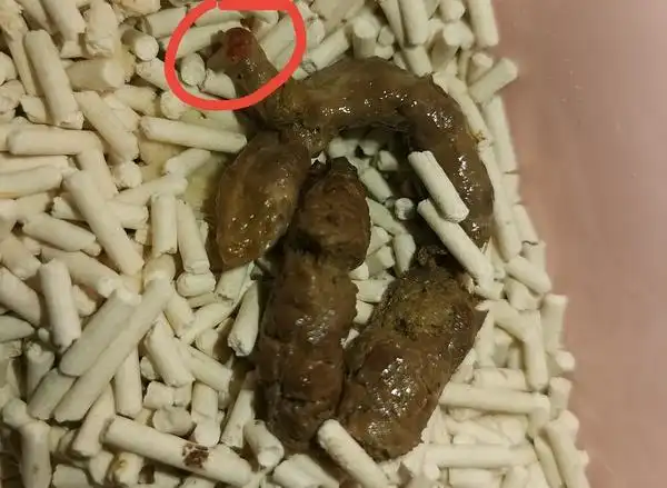 有图大家看看这是便血吗