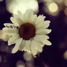 [个性头像] 可爱心形及花草唯美意境微信头像