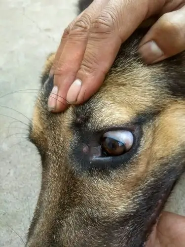 帮忙看看狗狗眼角的疙瘩是什么