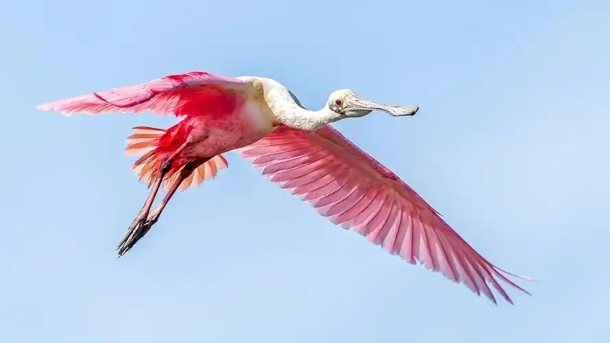 首页 动物与鸟 鸟 粉红色的翅膀鸟飞在天空 壁纸 粉红色的翅膀鸟飞在