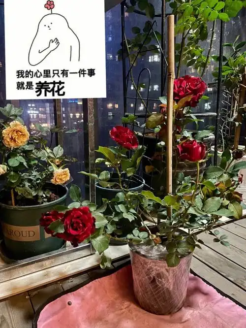 月季纪念芭芭拉