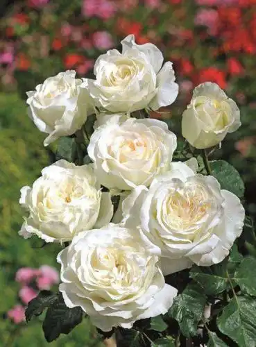 白色月季花   ▽