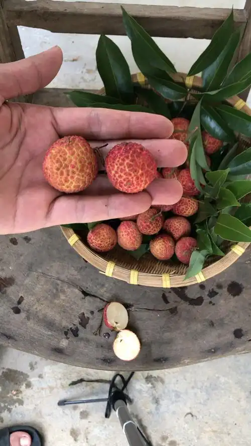 无核荔枝现场切开给你们看一下,如果我切开是无核的,请给我一个免费的