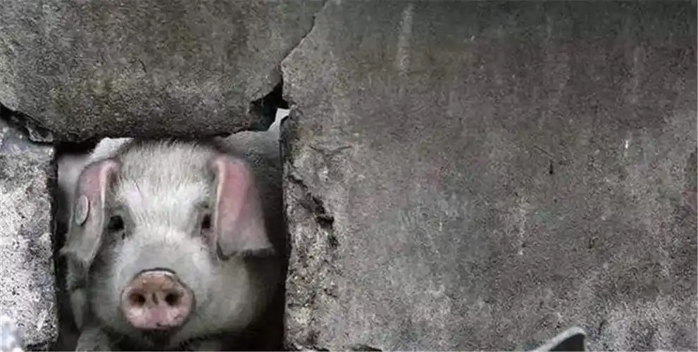 从汶川地震中逃生的"猪坚强"去世了,死因:自然老死