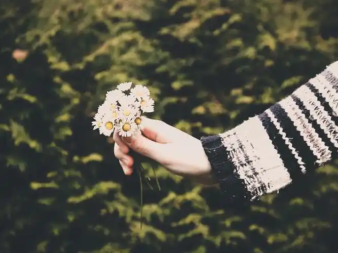 小雏菊,手,意境,唯美,静谧,静物小雏菊壁纸图片