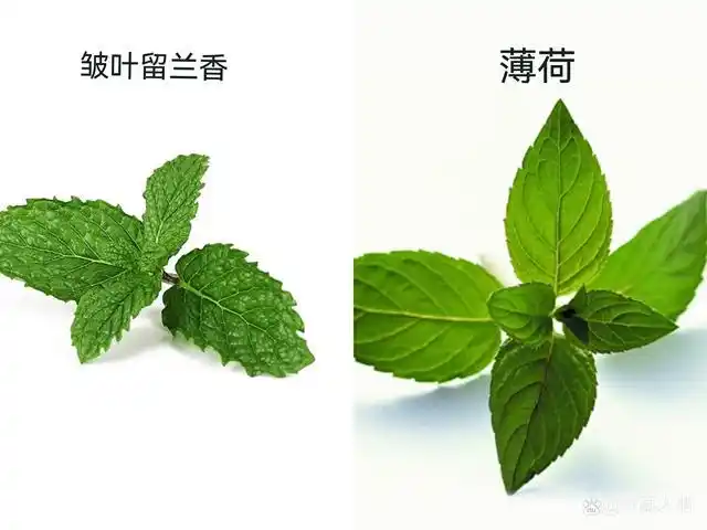 真假薄荷大揭秘,快看看你吃的是不是"假"薄荷