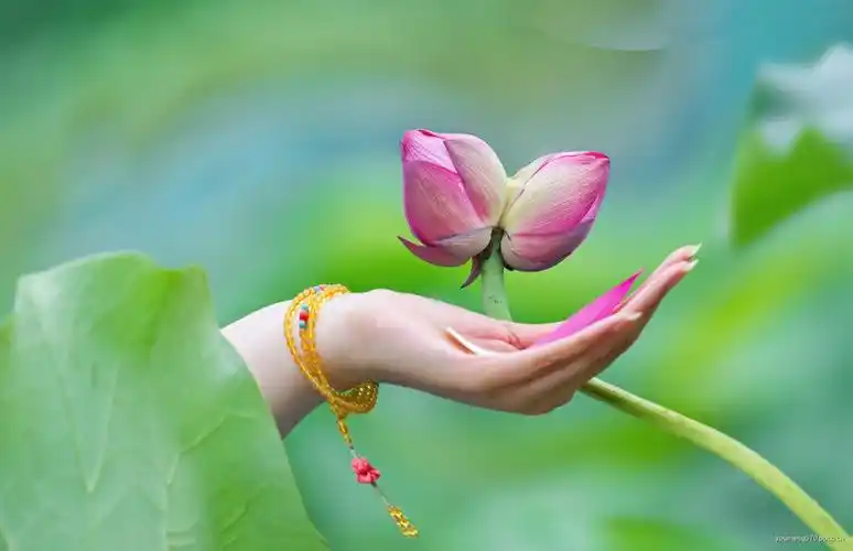 荷中珍品--并蒂莲