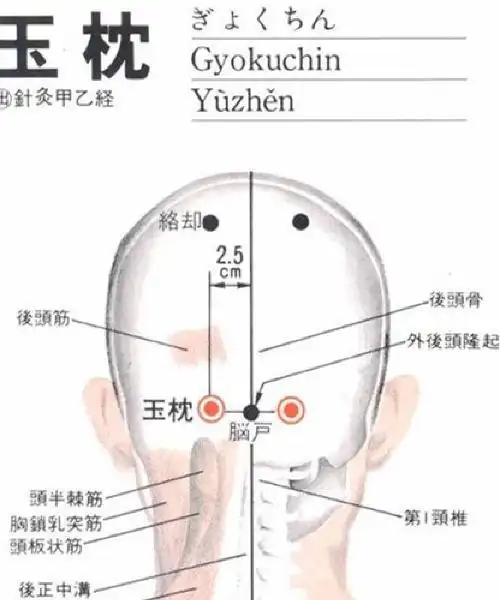 枕,头与枕接触之部位,言穴所在的位置也.