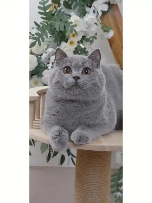 主营英短英长各类花色和矮脚猫98所有猫咪明码标价 包纯种包健康