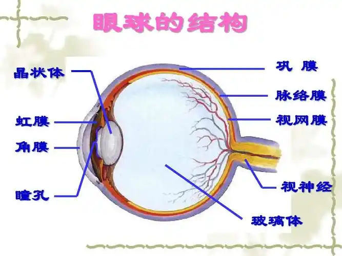 所有分类 初中教育 理化生 初二理化生 > 生物 眼球(一)眼球的结构