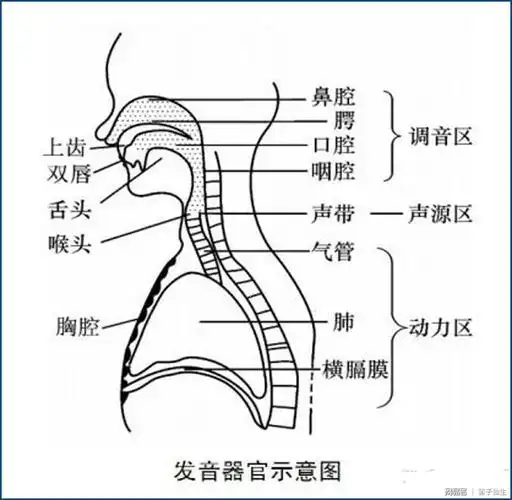 在吹笛的时候,有如下几个共鸣腔,如果能控制好这几个共鸣腔,笛音就