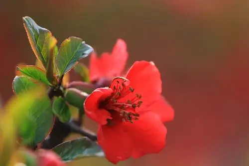 风吹花动【首发】