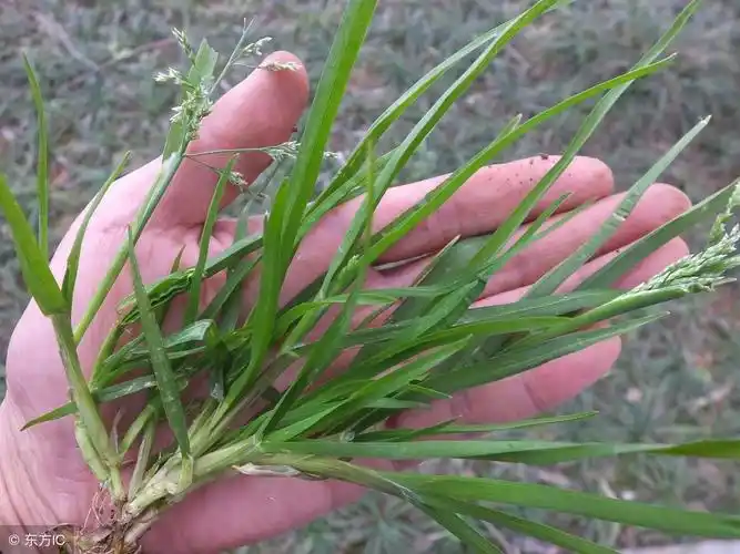 可治跌打损伤,骨折,肿痛,风湿性关节炎 - 医药经