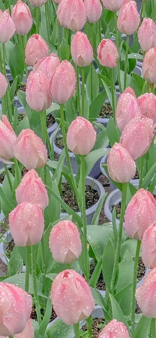 壁纸 | 简约可爱 锁屏壁纸