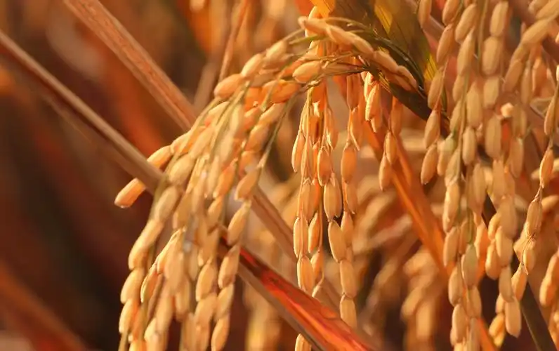 秦淮稻香千重浪