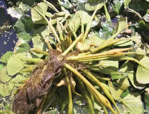 生活提醒秋分至菱角鲜三垟湿地头水黄菱上市啦