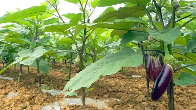 栽培茄子时,什么样的环境最合适,都需要注意些什么