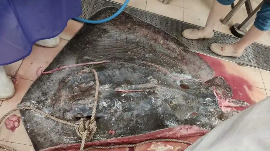 它是瑶鱼,个头很大,长得像是蝙蝠,也叫鱼蝙蝠,魔鬼鱼,来自深海,很多人