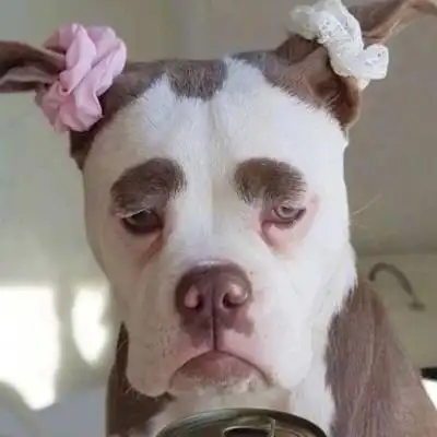 搞笑动物头像笑死人 高清搞怪逗比小动物头像 - 微信头像 - 潮人个性