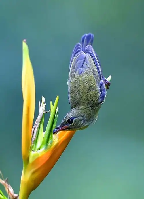 天堂鸟与太阳鸟